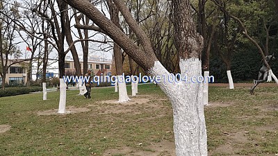 중국은 나무를 보호 방법