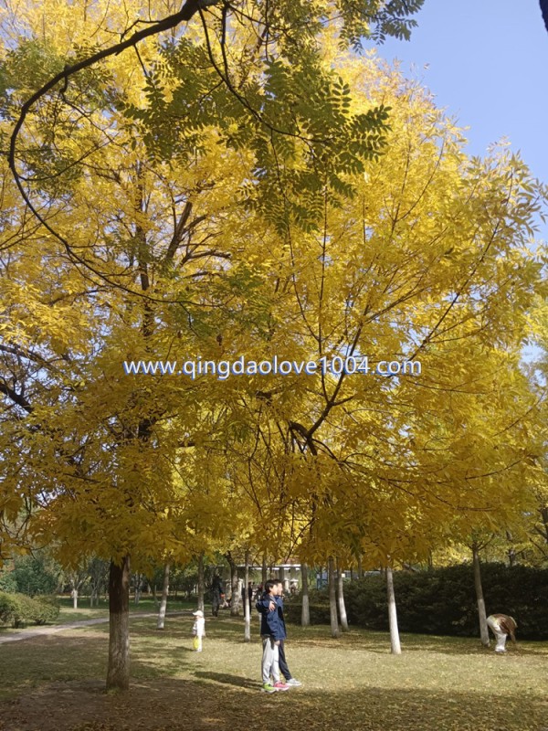 e043656a2db20a141e2f48eeb1e99446_1762210