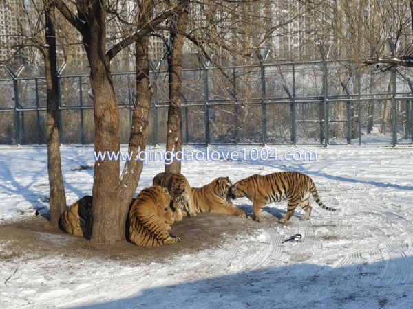 979cf25864f823b652b38aefc2ac9e4e_1766799