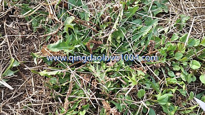 나물이 몸이 좋죠..ㅋㅋㅋ