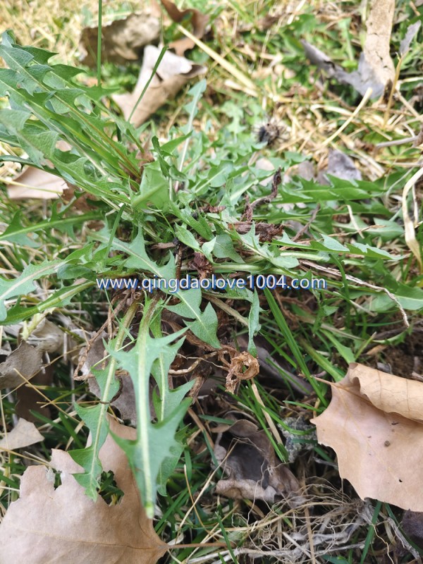 e09cd241b0f300f34048c6c03b429f17_1774733